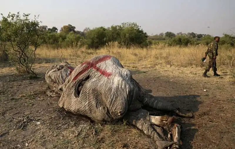 caccia agli elefanti in botswana  