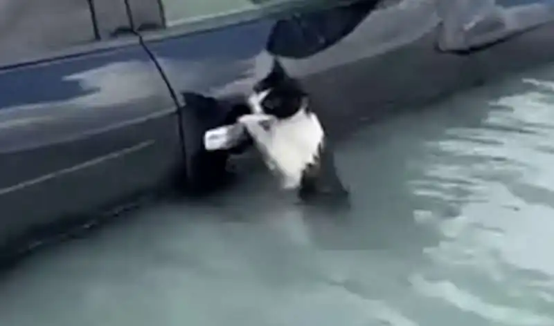 GATTO SI SALVA DURANTE L ALLUVIONE A DUBAI