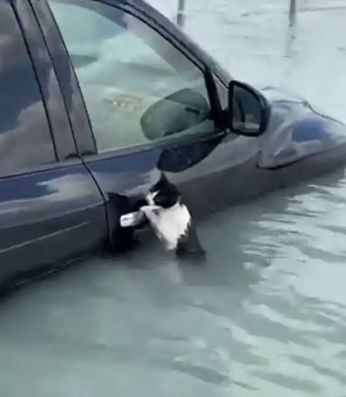 GATTO SI SALVA DURANTE L ALLUVIONE A DUBAI