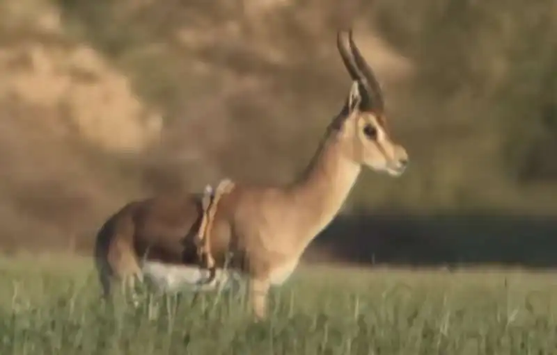 gazzella con sei zampe in israele   4