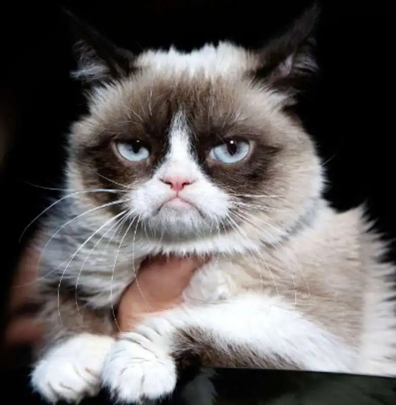 grumpy cat 