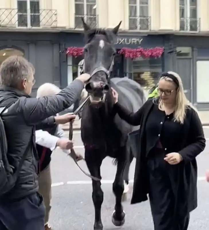 la fuga dei cavalli  della household cavalry a londra   1