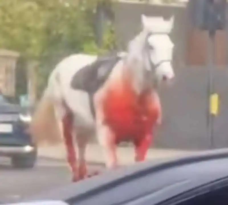 la fuga dei cavalli della household cavalry a londra 