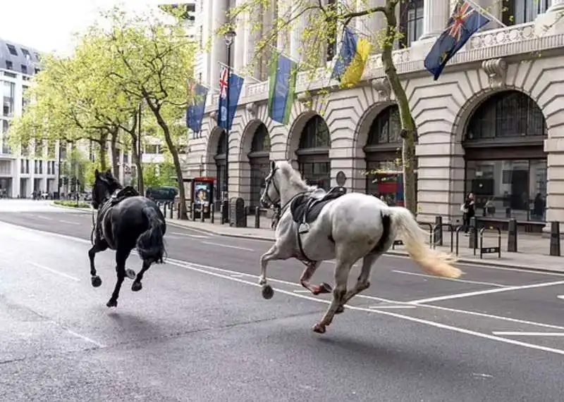 la fuga dei cavalli  della household cavalry a londra   9