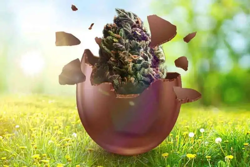 MARIJUANA UOVO DI CIOCCOLATO