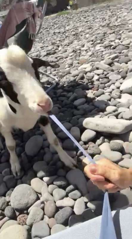 marina la rosa risponde al sindaco alicudi che vuole disfarsi delle capre selvatiche 14