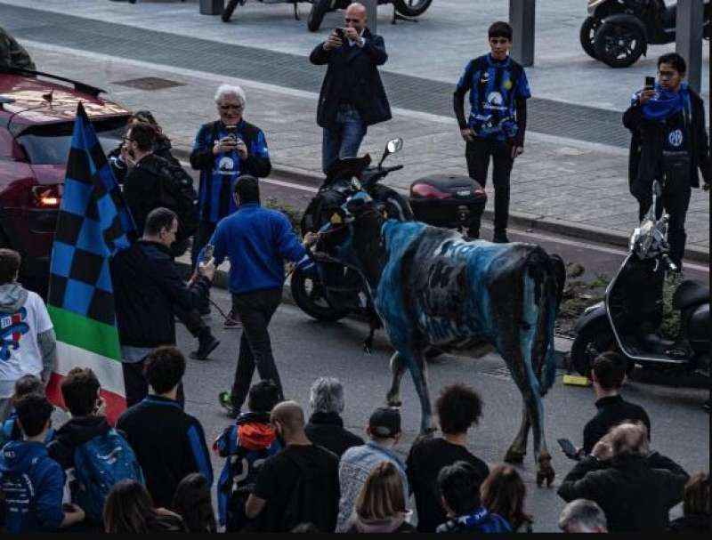 MUCCA DIPINTA DI NERAZZURRO DURANTE LA FESTA SCUDETTO DELL'INTER.