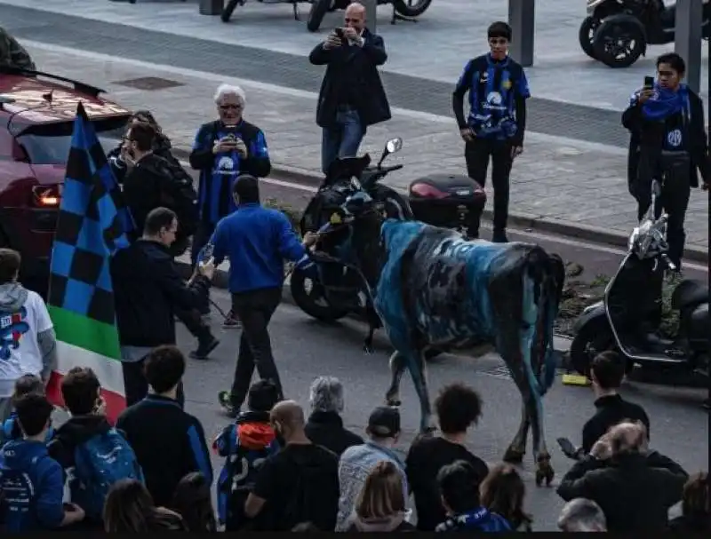 MUCCA DIPINTA DI NERAZZURRO DURANTE LA FESTA SCUDETTO DELL'INTER. 