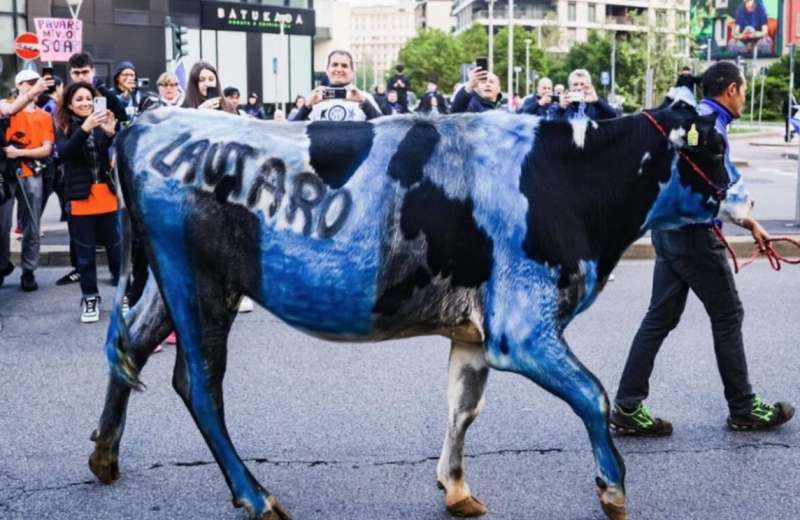 MUCCA DIPINTA DI NERAZZURRO DURANTE LA FESTA SCUDETTO DELL'INTER.