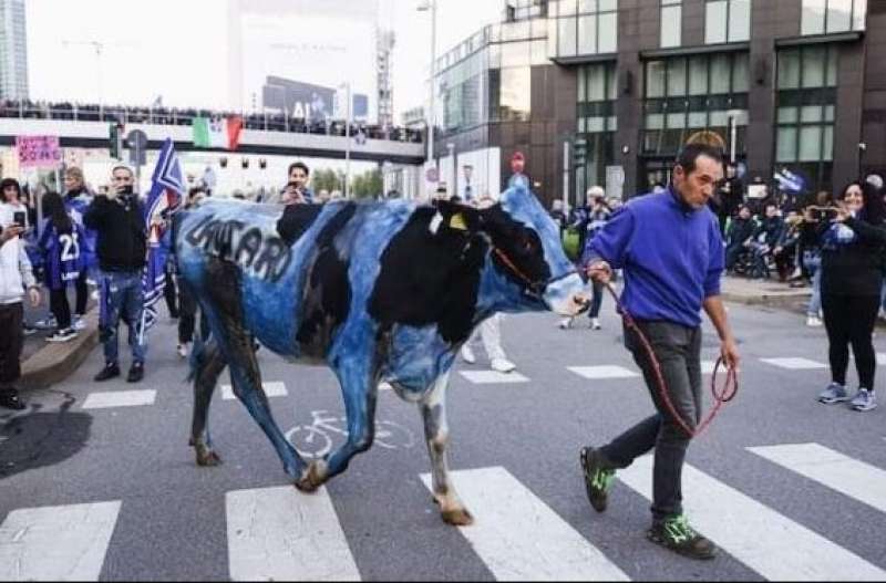 MUCCA DIPINTA DI NERAZZURRO DURANTE LA FESTA SCUDETTO DELL'INTER.