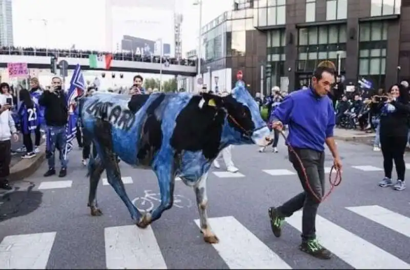 MUCCA DIPINTA DI NERAZZURRO DURANTE LA FESTA SCUDETTO DELL'INTER. 