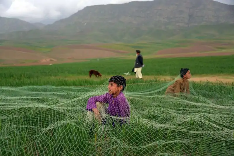 Afghani a caccia di quaglie 