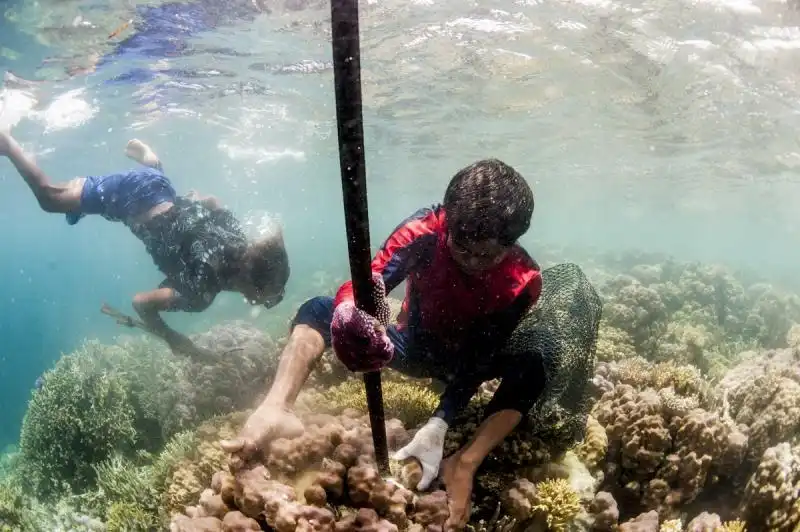 I Bajau vendono cernie a Hong Kong 