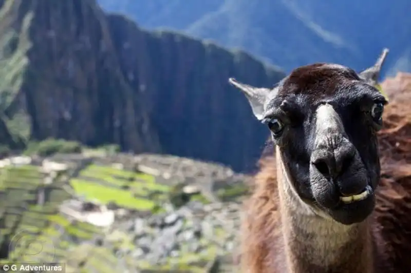 Selfie Lama Peru 