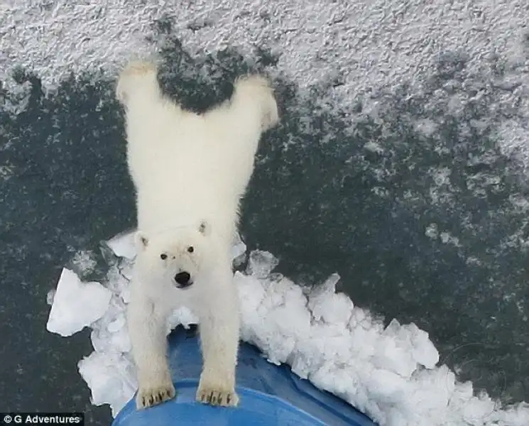 Selfie Orso Polare 