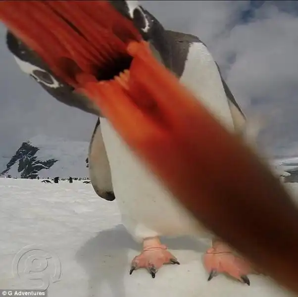 Selfie Pinguino in Antartide 