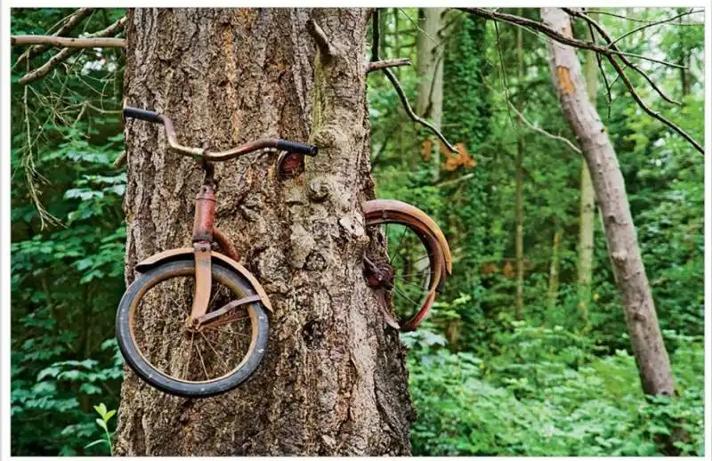 8. albero che cresce intorno ad una bicicletta