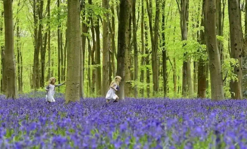 bella e daisy corrono in un campo a marlborough in inghilterra