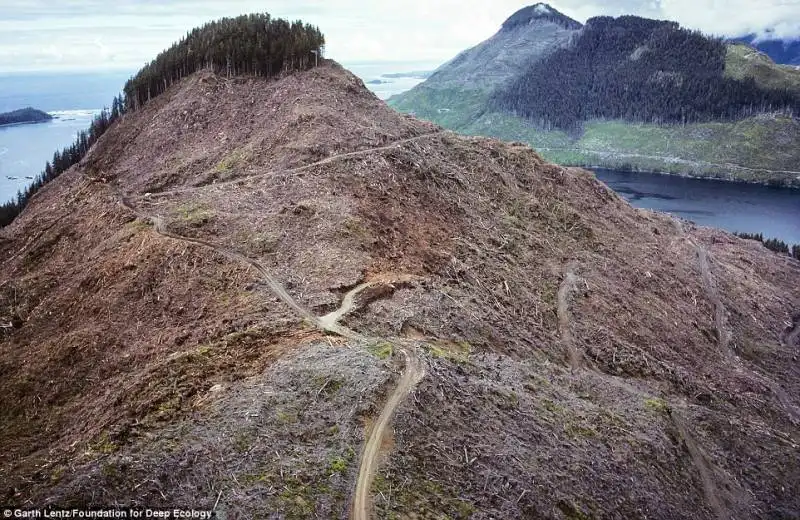 deforestazione a vancouver, canda