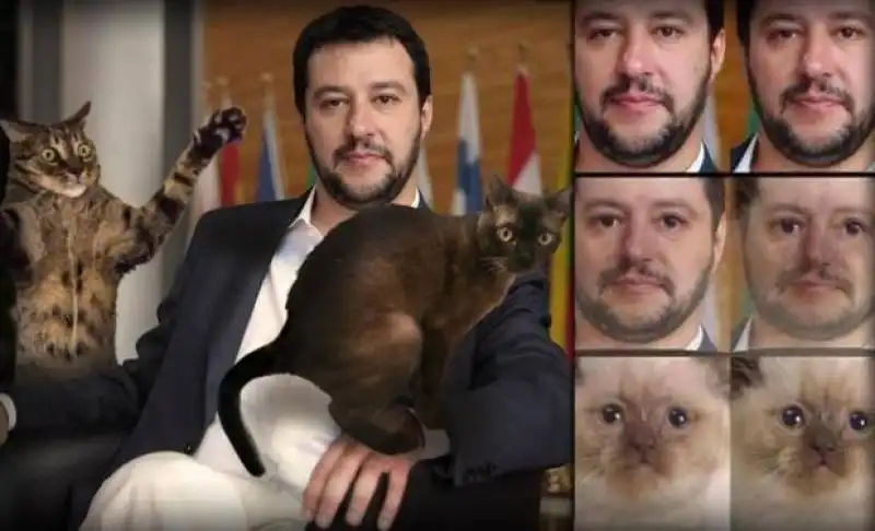 GATTINI PER SALVINI 