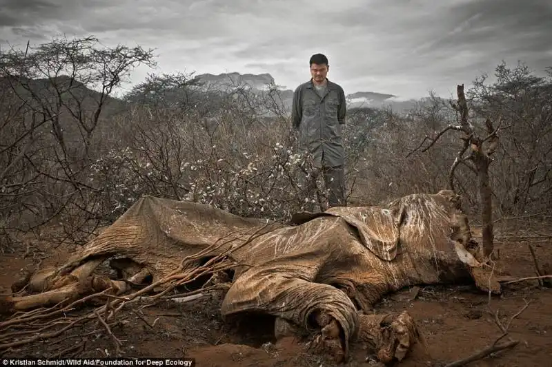 la star del basket yao ming faccia a faccia con un elefante ucciso, kenya