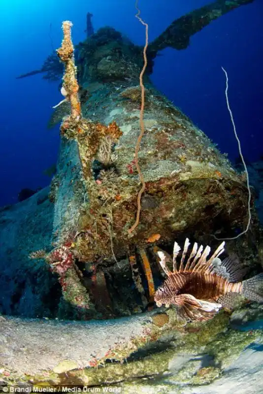 lion fish