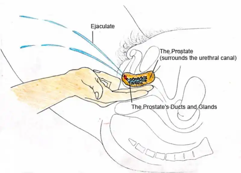 massaggio prostata femminile