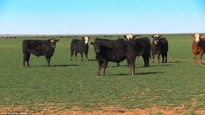 nel ranch sono presenti migliaia di capi di bestiame