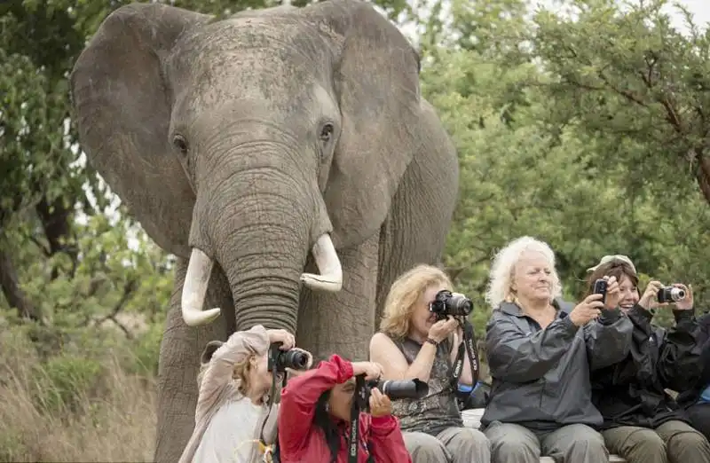 photobomb elefante in zimbawe