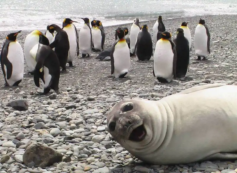 photobomb foca