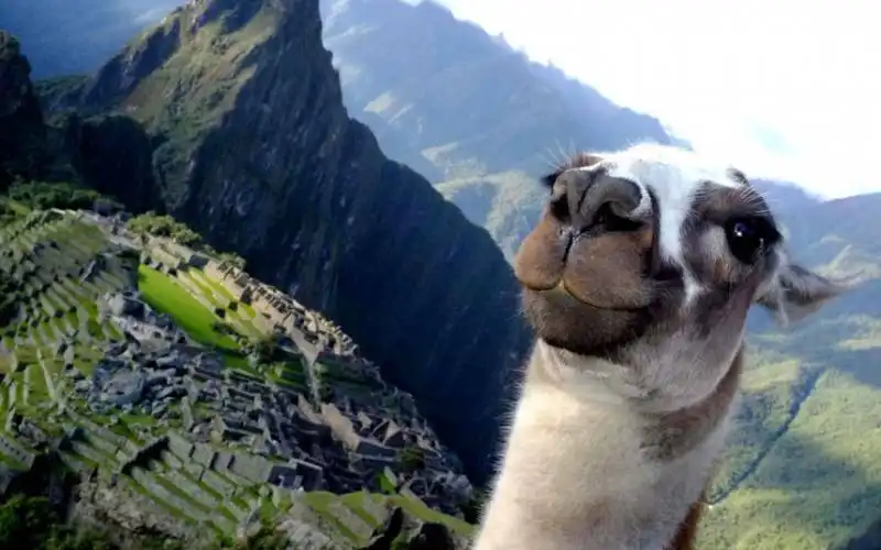 photobomb lama