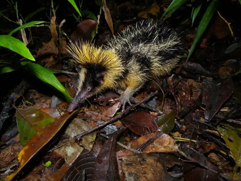 streaked tenrec 