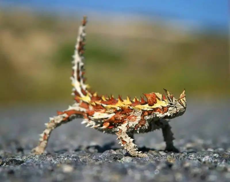 thorny devil