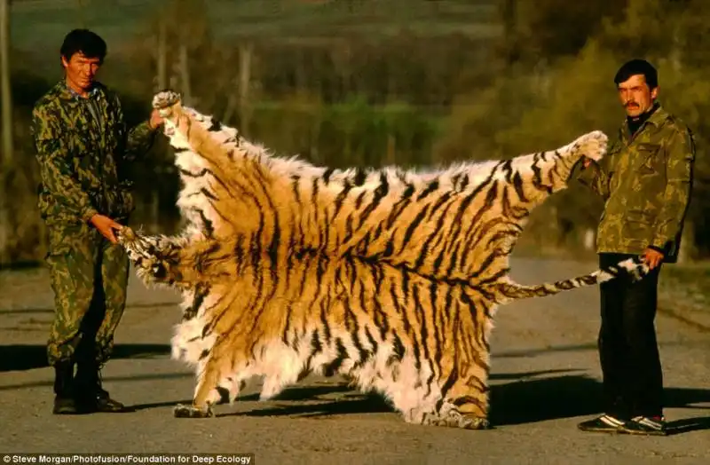 tigre siberiana uccisa da bracconieri, russia