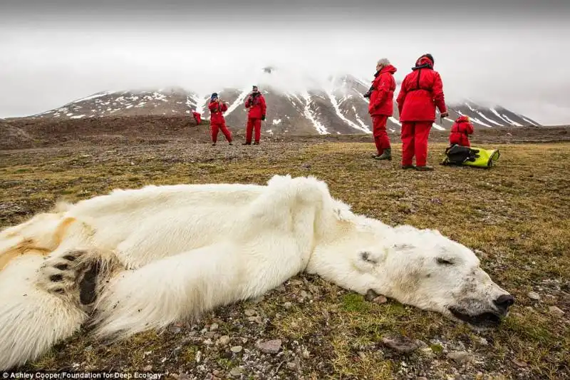 un orso morto, probabilmente di fame, nel fiordo di svalbard 