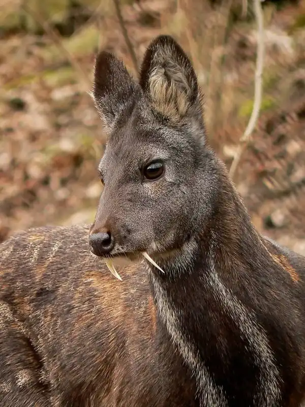 vampire deer