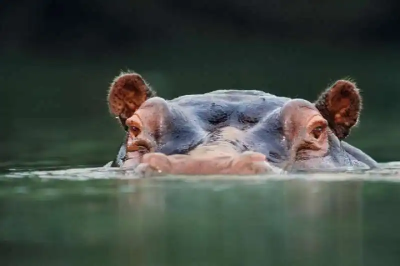 garamba national park congo