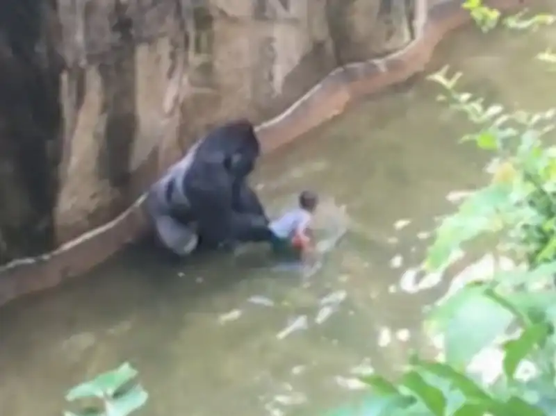 il bimbo con il gorilla nello zoo di cincinnati