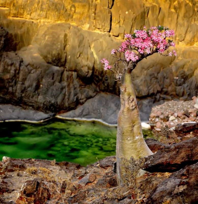 socotra yemen