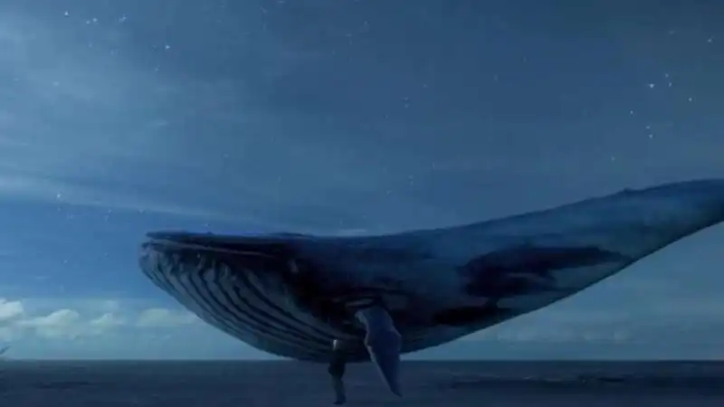 BLUE WHALE