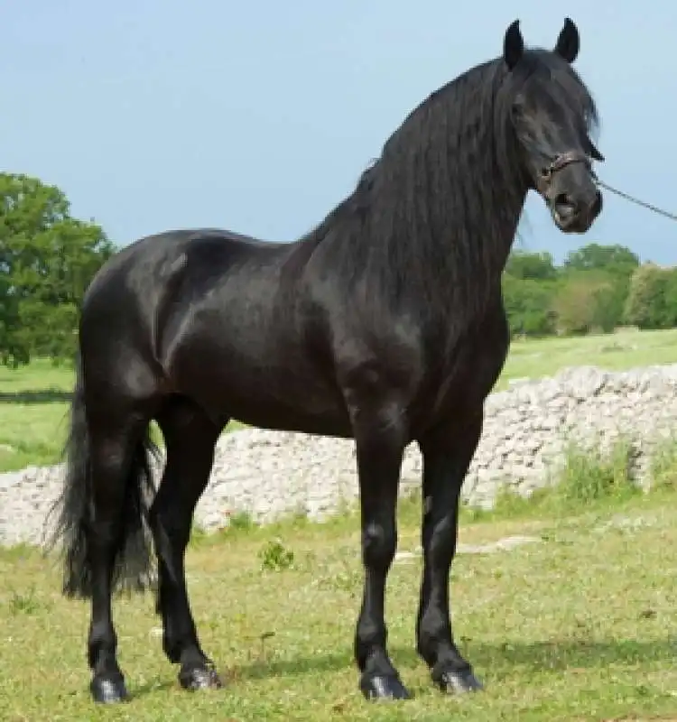 cavallo murgese