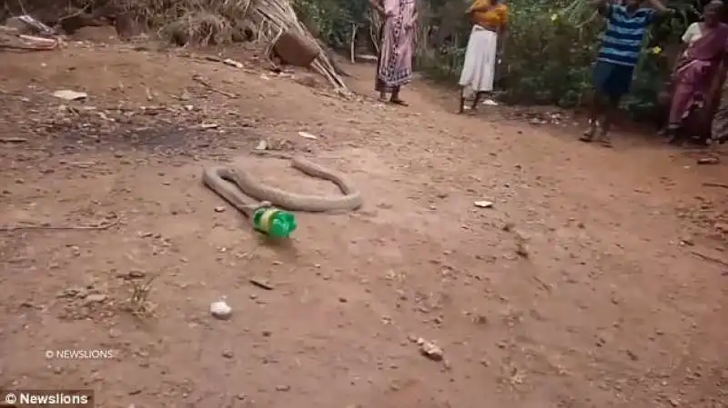 cobra sputa bottiglia di plastica