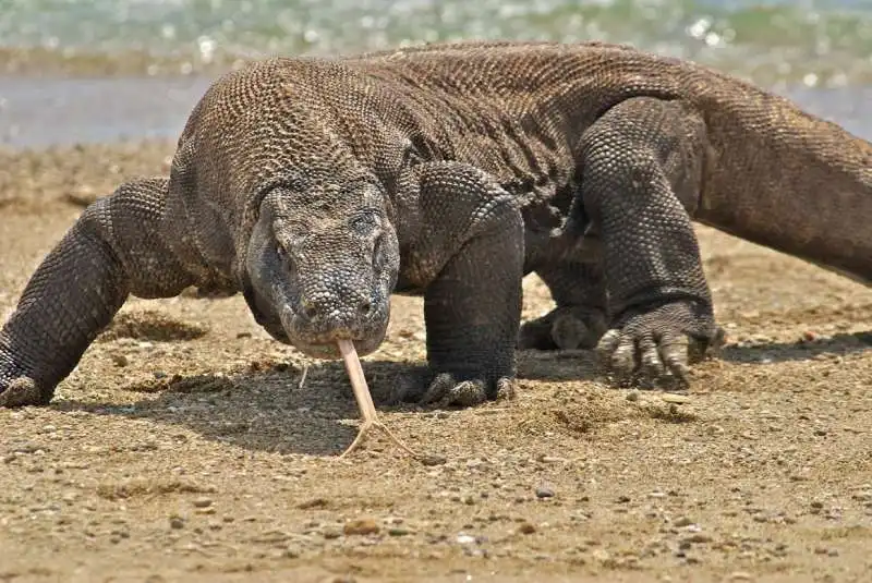 DRAGO DI KOMODO