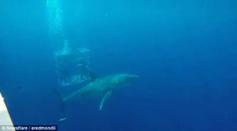 gabbia da shark diving