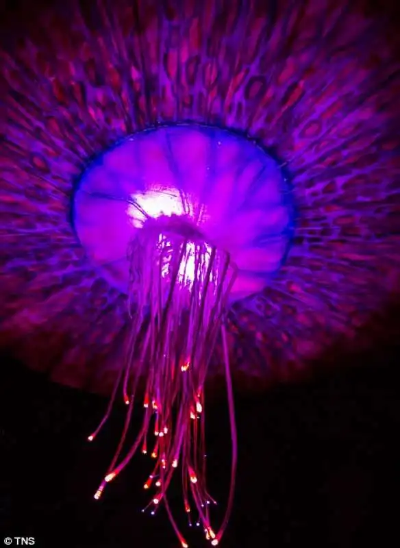 meduse fluo di pandora