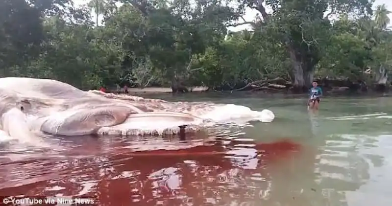 MISTERIOSA CREATURA MARINA IN INDONESIA