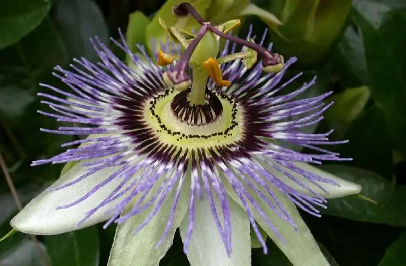 PASSIFLORA