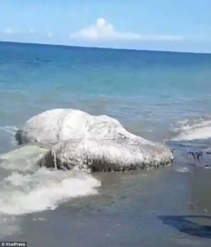 FILIPPINE - LA STRANA CREATURA RITROVATA SULLA SPIAGGIA