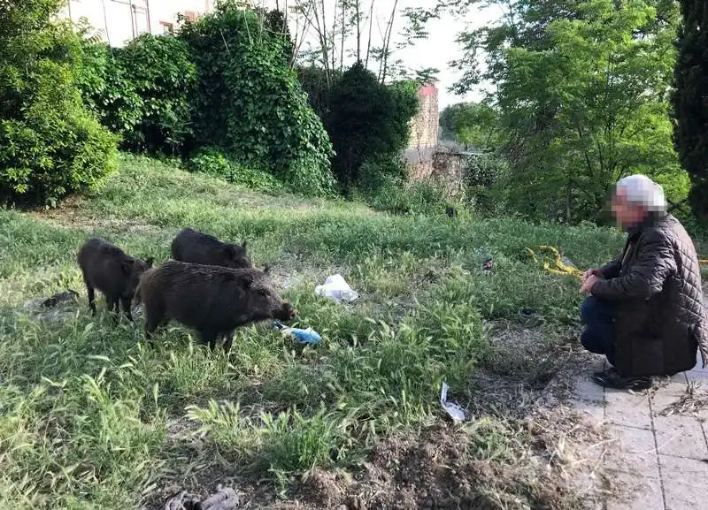 cinghiali roma tomba di nerone