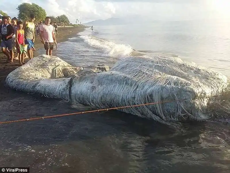 FILIPPINE - LA STRANA CREATURA RITROVATA SULLA SPIAGGIA